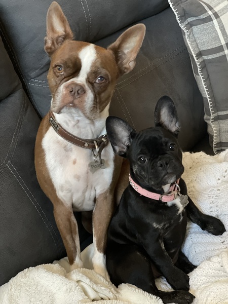 Pongo and Lily