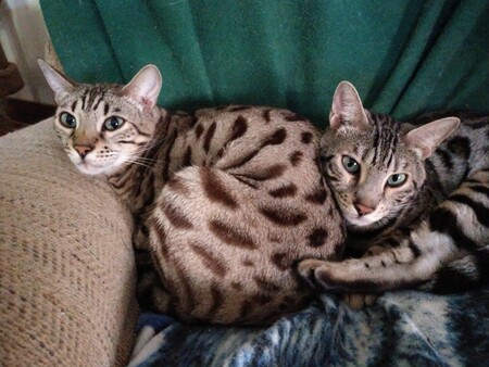 Toby and Cody