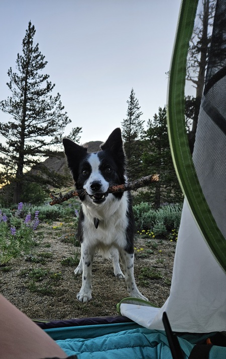 Zoey
