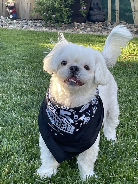Frankie 