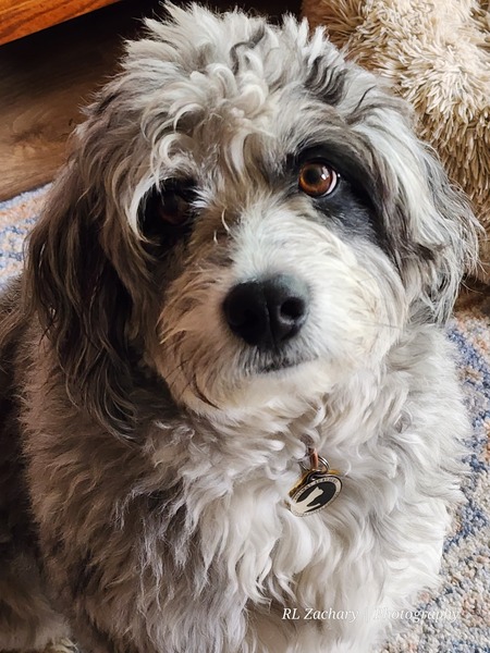 Skye 