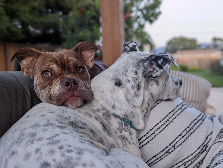 Quibble the Pibble