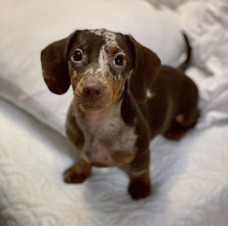 Bernard 