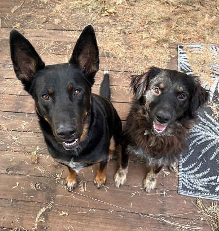 Casimir & Wookiee