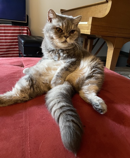 Tonks