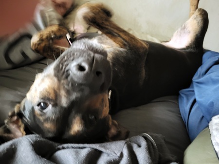 Maximus aka Austin