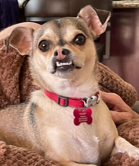 Penny