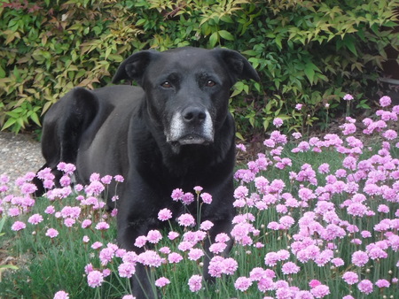 Baxter