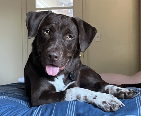 Dozer