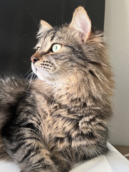 Lou