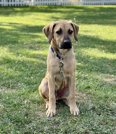 Rex