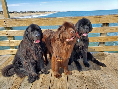 Bear, Leroy and Brendan