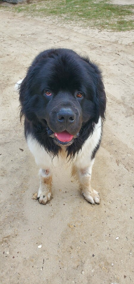 Sam aka Samson