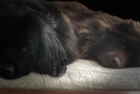 Boomer and Rooney