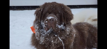 Chewie 