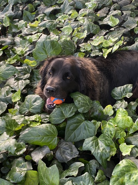 Angus
