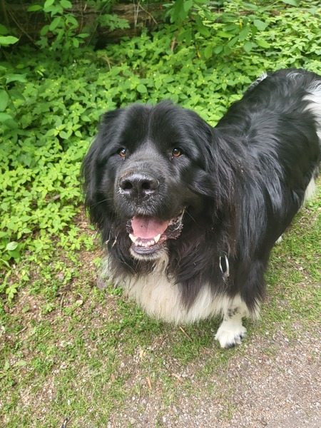 Brutus