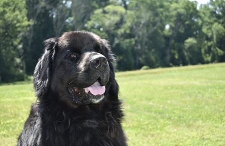 Neville the Newfie