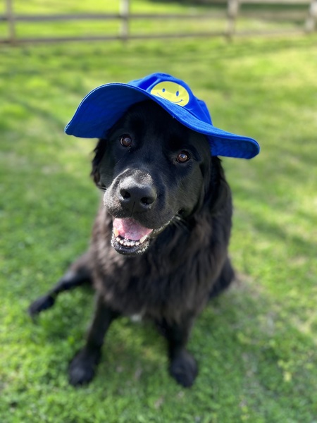 Isla 