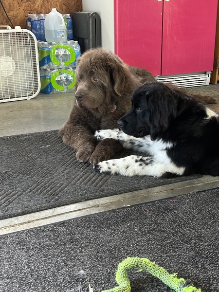 Homer and Magpie