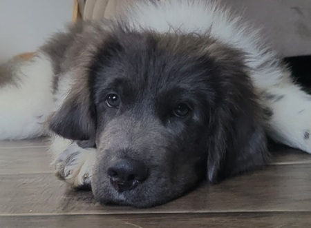 Winston