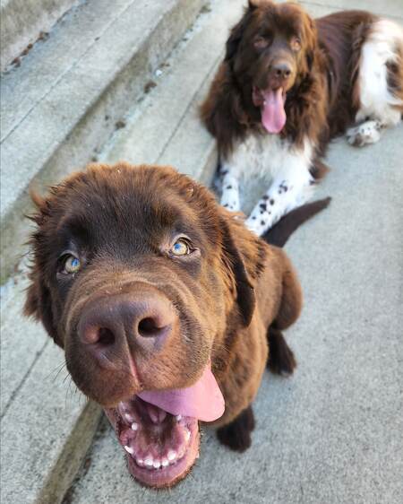 Bruno and Blaze