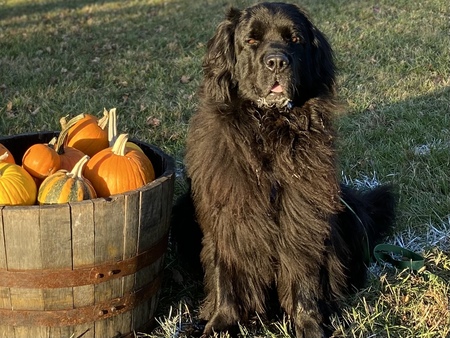 Finley McBear