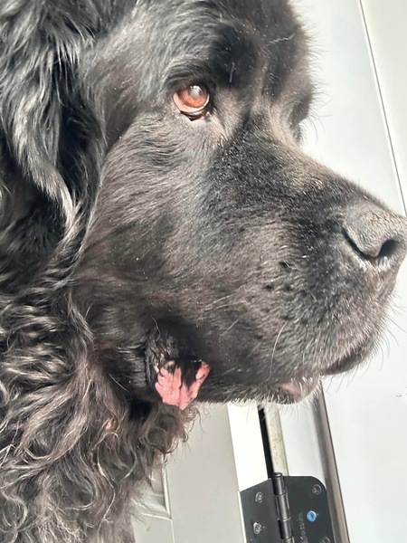 Hugo