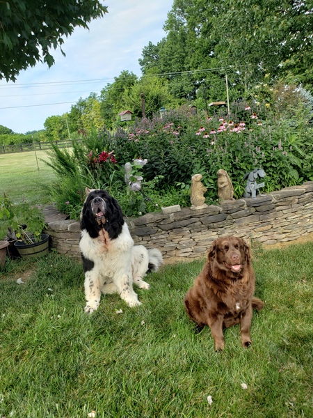 Murphy and Boomer