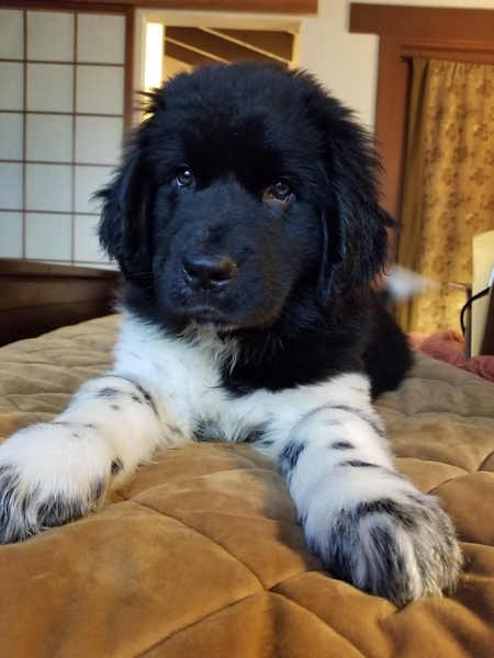 Beau