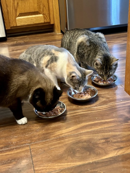 Lucy, Daisy and Ethel