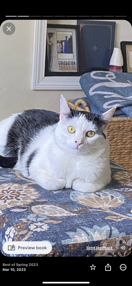Oreo