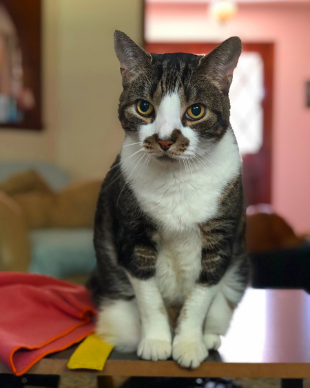 Duke