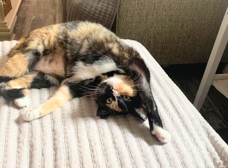 Marmie 