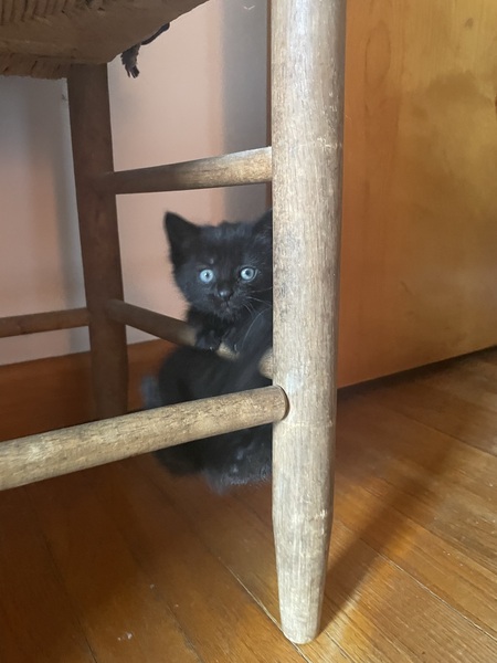 Pepper