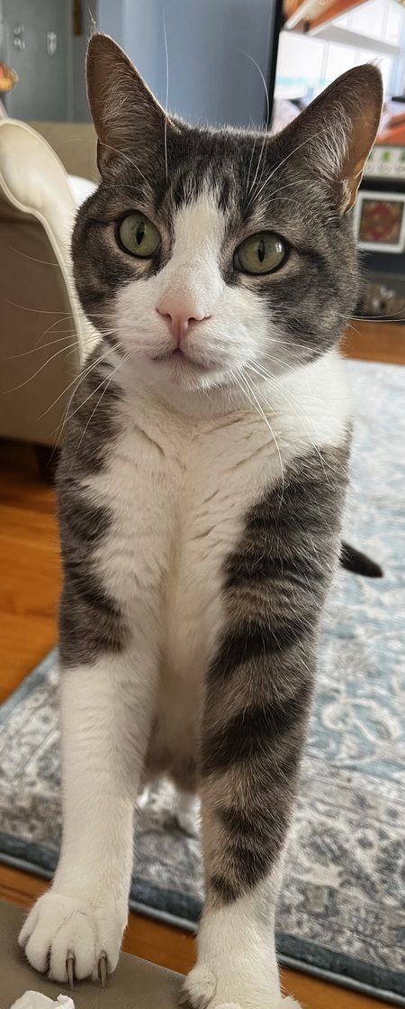 Tigger