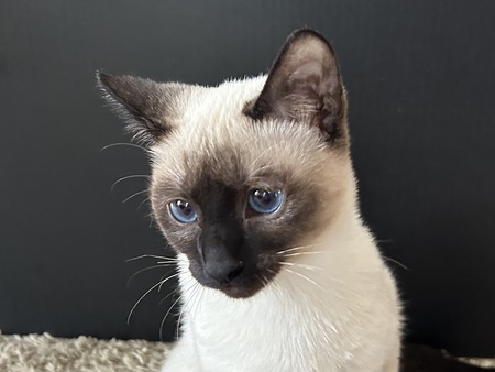 Lily
