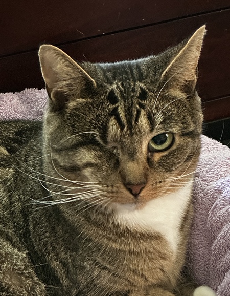 Mittsy