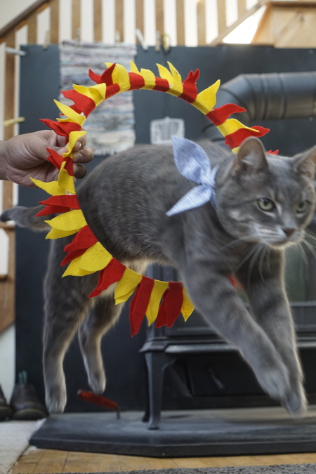 Cat