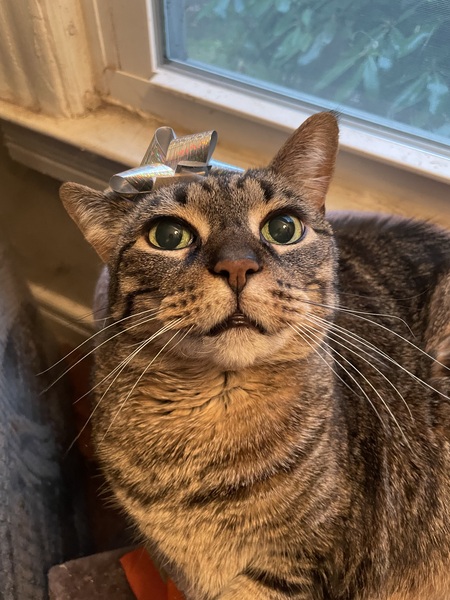 Lilly