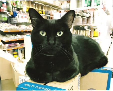 Merlin