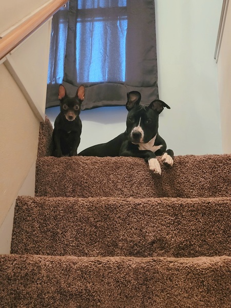 Elsie & Luna