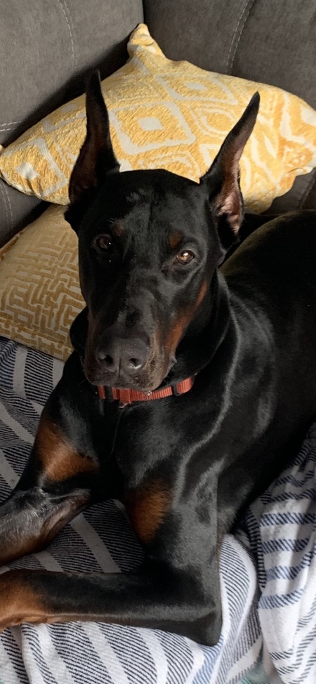 Zeus 