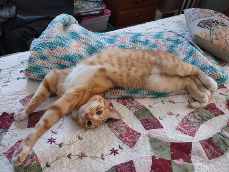 Cheeto
