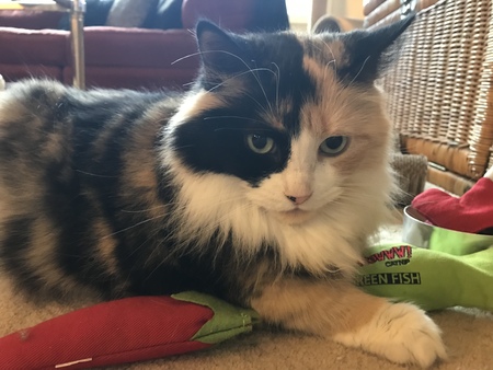 Chloe 