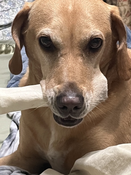 Milo