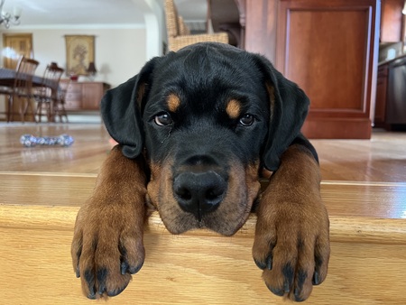 Odin 