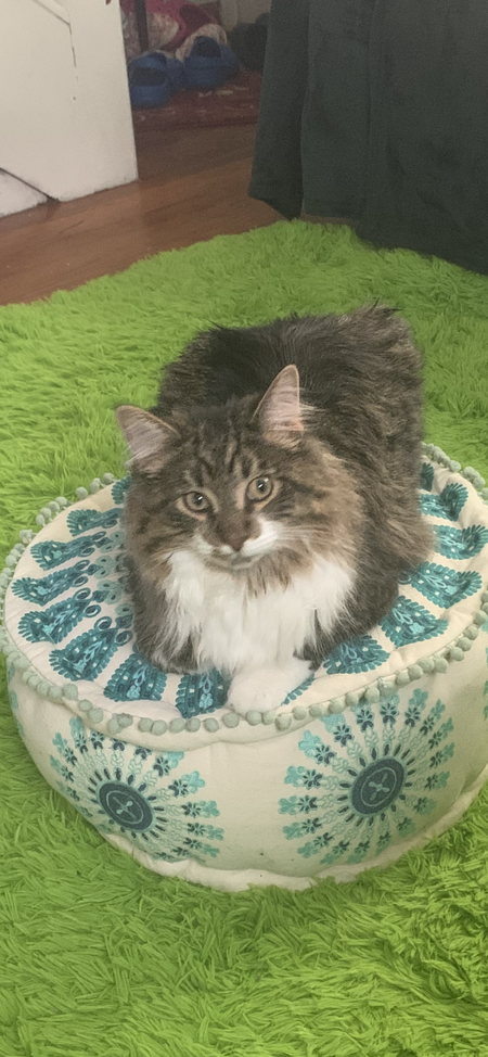 Archie