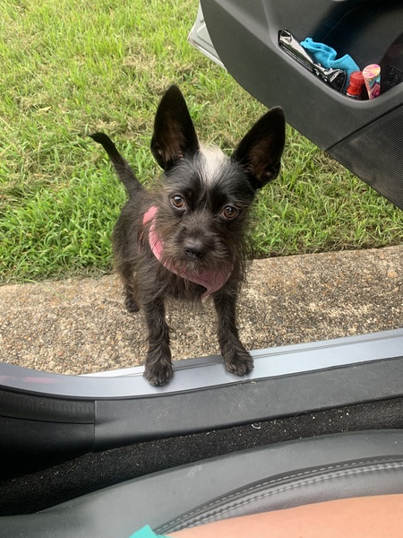 Lulu