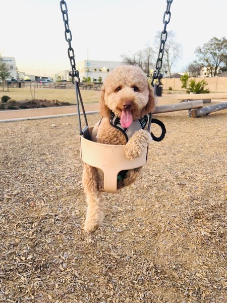 Teddy